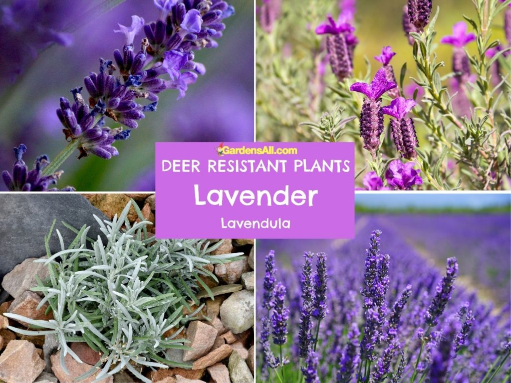 Lavender, Lavendula, is a deer resistant plant.