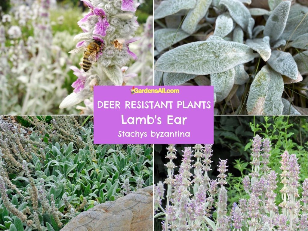 Lamb's Ear, Stachys byzantina, is a deer resistant plant.