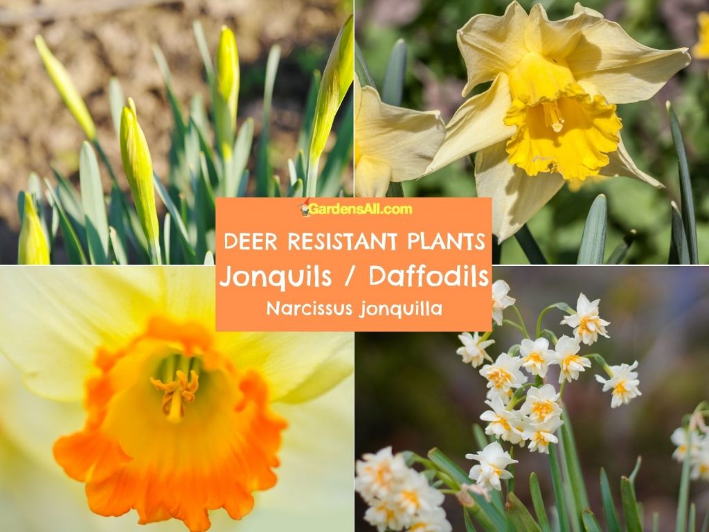 Daffodils or Jonquils are perennial deer resistant flowers, scientific name is narcissus jonquilla