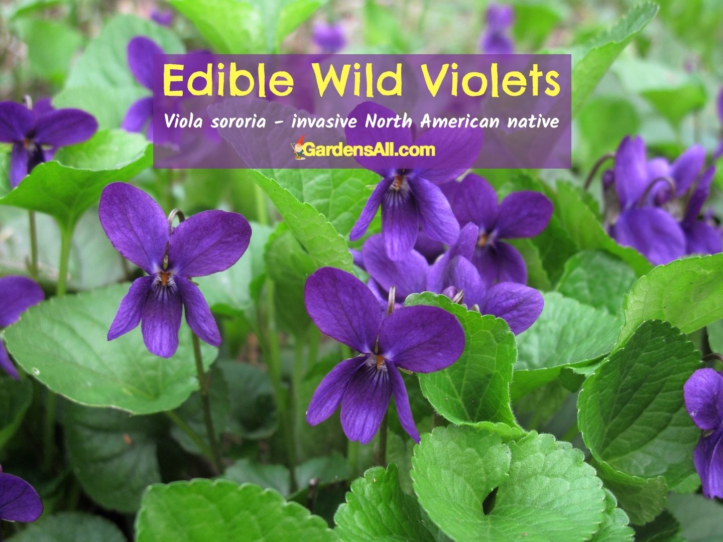 Wild Violets Benefits for Ground Cover, Food and More!