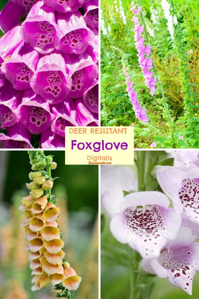 Foxglove-Digitalis, Perennial Deer Resistant Flowers