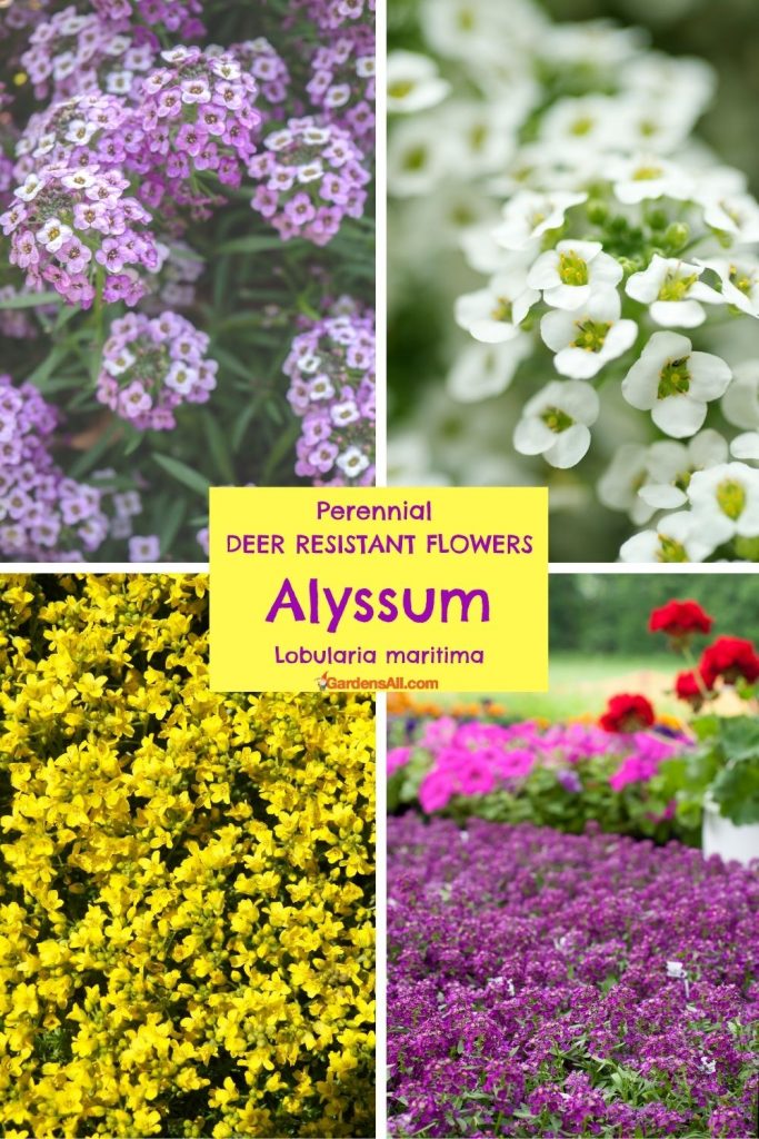 Alyssum, Lobularia Maritima, for Perennial Deer Resistant Flowers