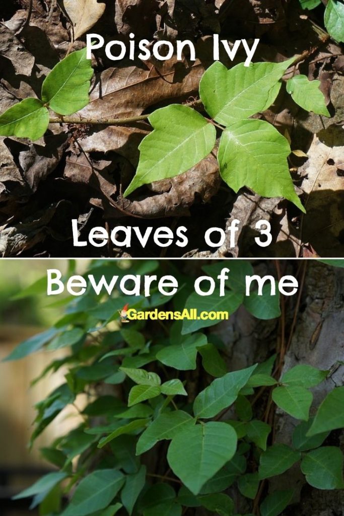 Poison ivy - leaves of 3 beware of me. Poison ivy growing on the ground and on a tree.