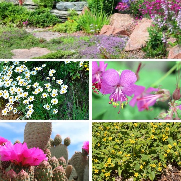 ground cover plants with flowers