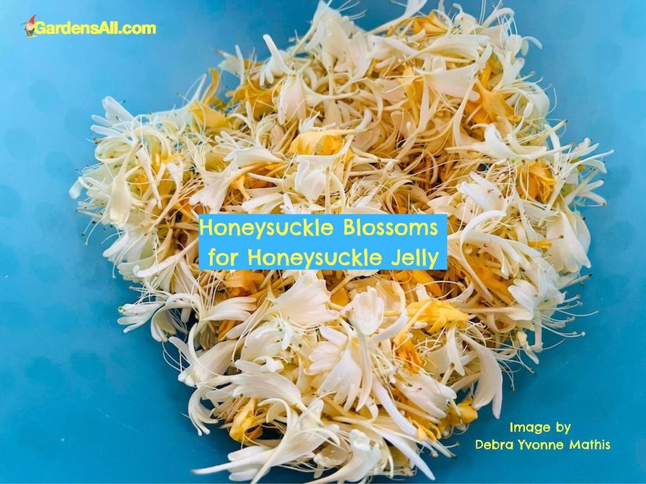 Honeysuckle blossoms for honeysuckle jelly image by Debra Yvonne Mathis via GardensAll.com