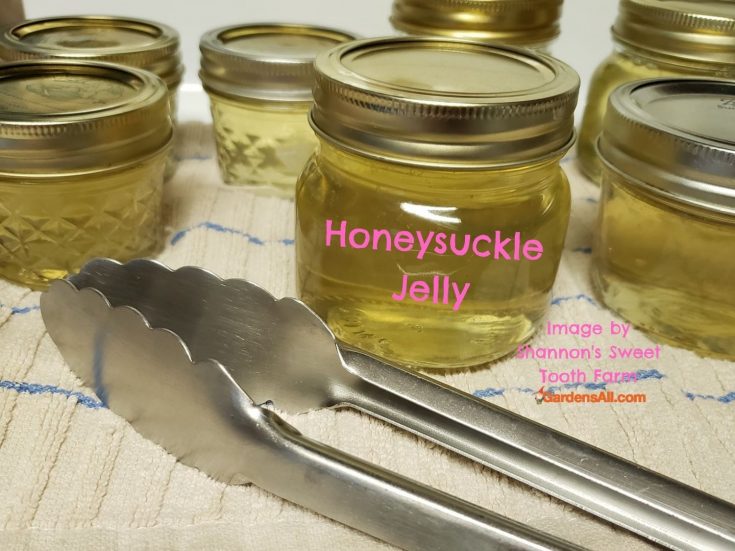 Honeysuckle Jelly in jars-image by Shannon's sweet tooth farm via GardensAll.com
