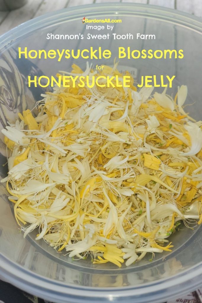 honeysuckle blossoms for jelly in clear bowl