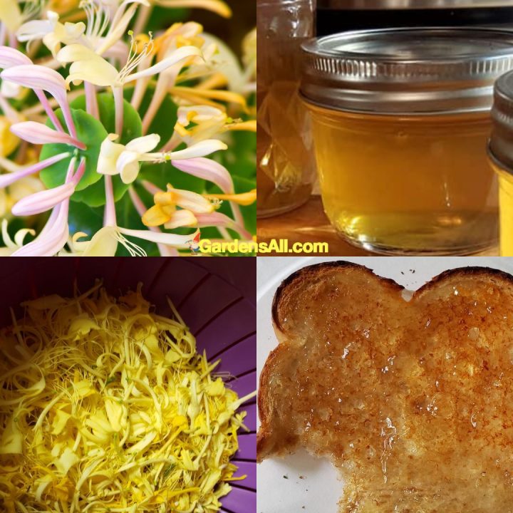 Make Honeysuckle Jelly With Spring Blossoms