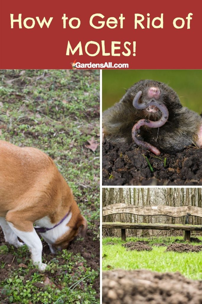 How to get rid of moles from your yard and garden. GardensAll.com
