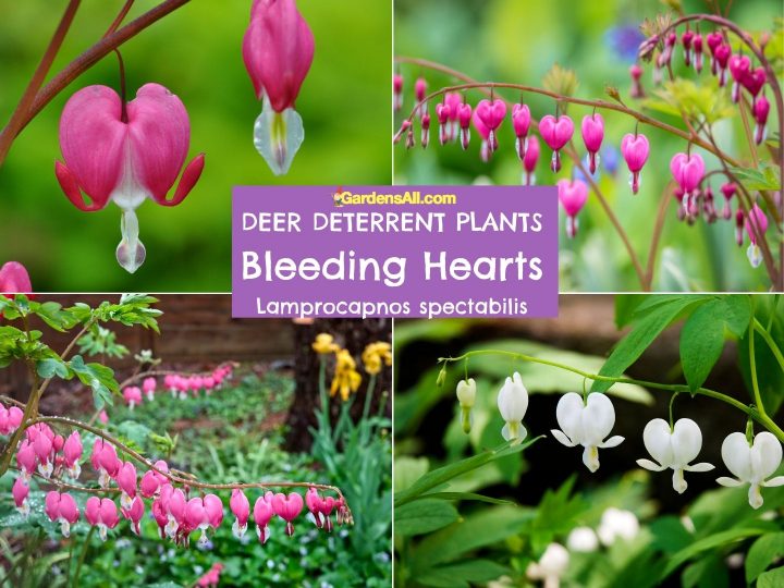 24 Beautiful, Perennial Deer Resistant Flowers For Your Yard And Garden
