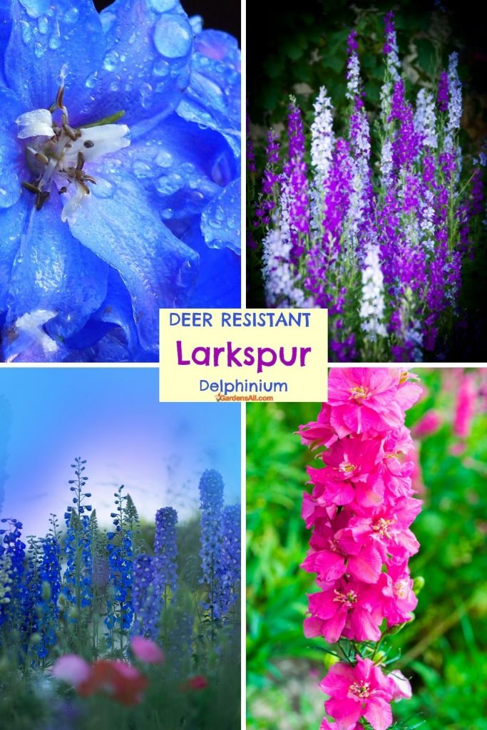 Larkspur, Delphinium, for Perennial Deer Resistant Flowers