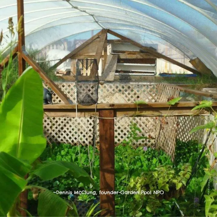 Old swimming pool garden