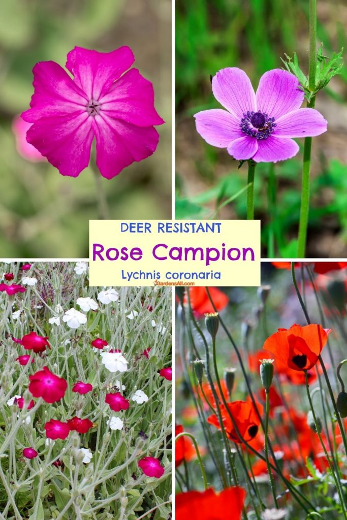 Rose Campion, Lychnis coronaria - Perennial Deer Resistant Flowers