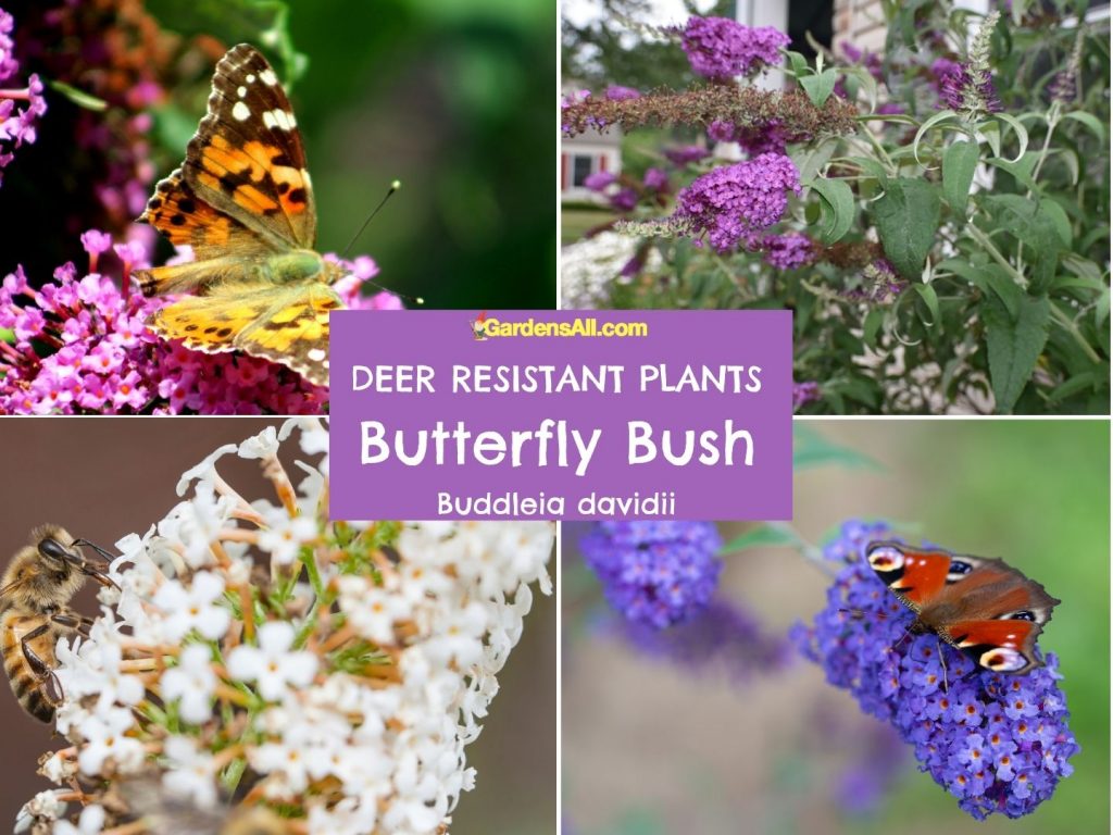 Perennial Deer Resistant Flowers - Butterfly Bush, Buddleia davidii.