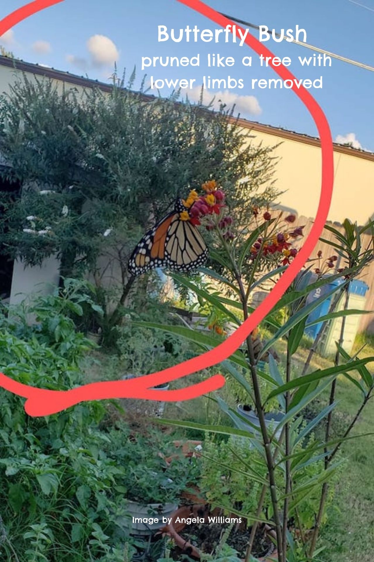 Butterfly Bush Varieties, Pruning and Care GardensAll