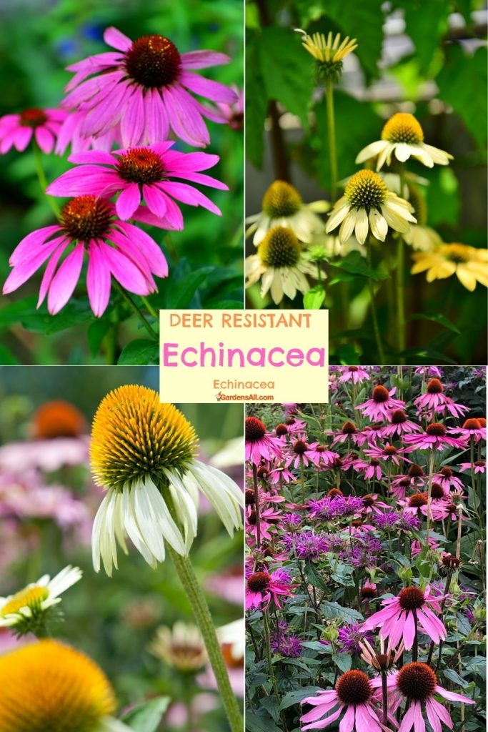 Echinacea are Perennial Deer Resistant Flowers