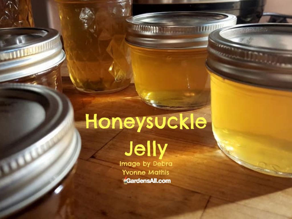 honeysuckle jelly in jars-Debra Mathis