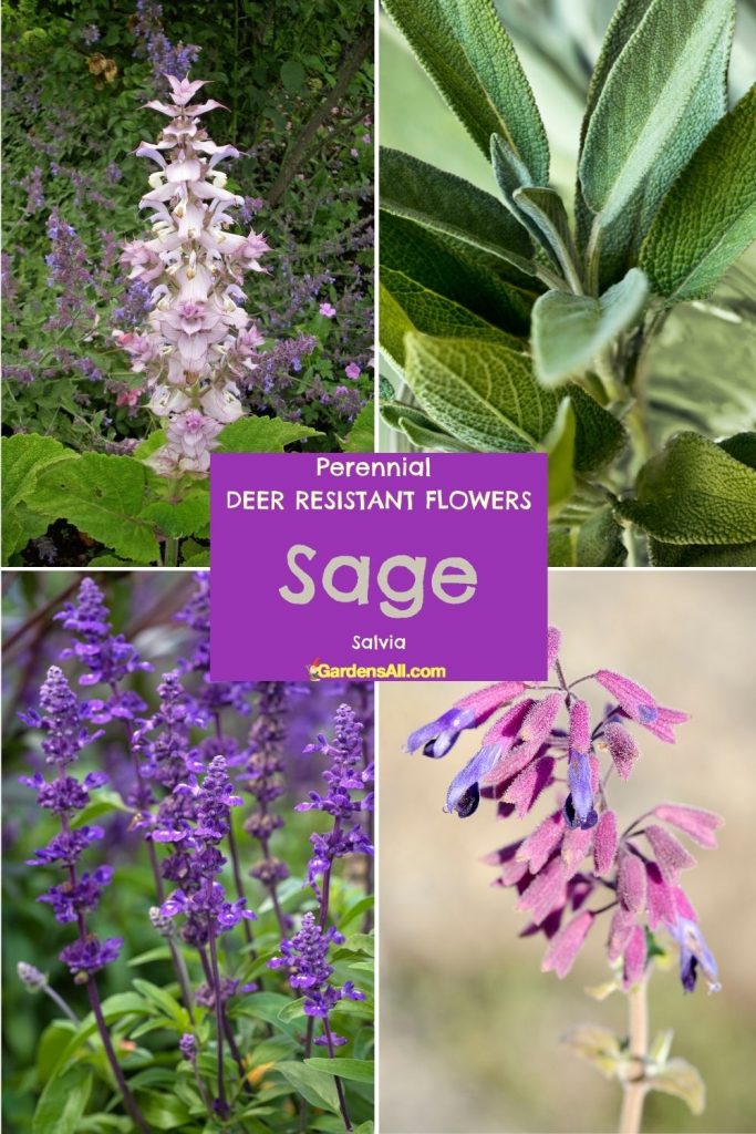Sage, Salvia Officinalis, for Perennial Deer Resistant Flowers