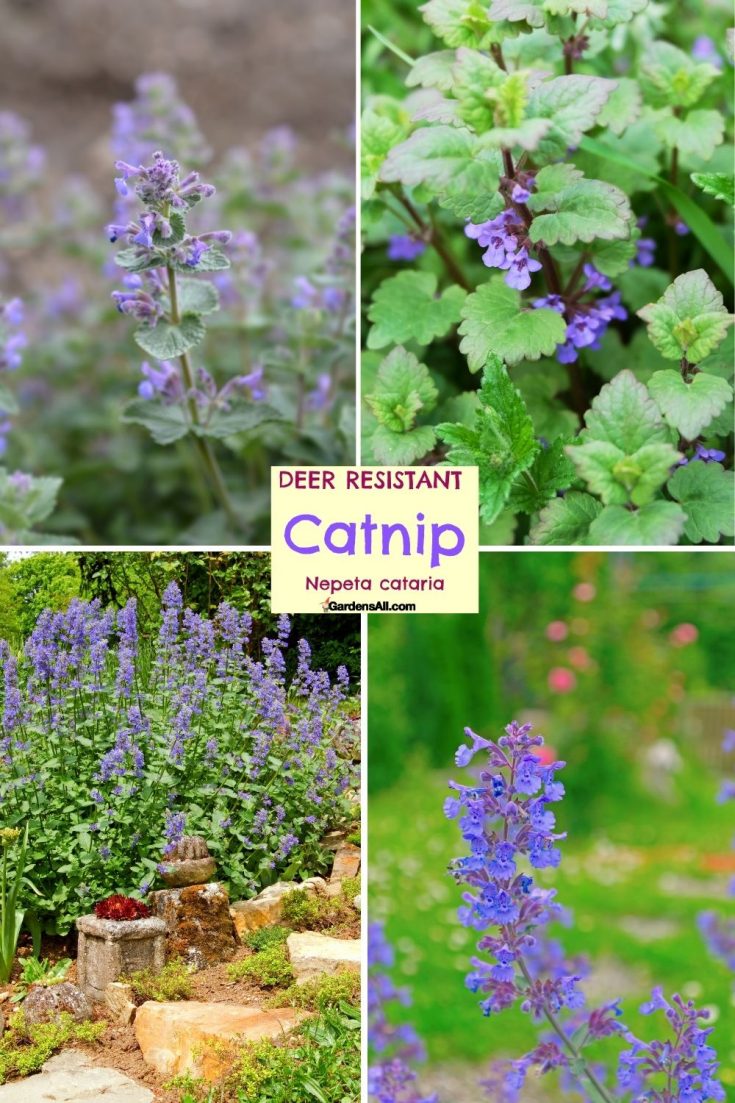 24 Beautiful, Perennial Deer Resistant Flowers For Your Yard And Garden