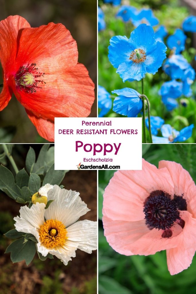 Poppy, Eschscholzia, for Perennial Deer Resistant Flowers