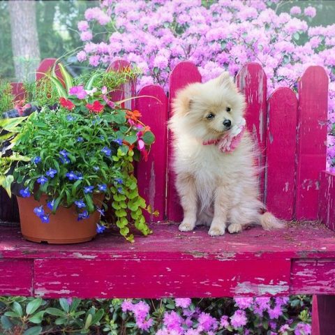 Small Backyard Garden Ideas for  Your Own Little Eden