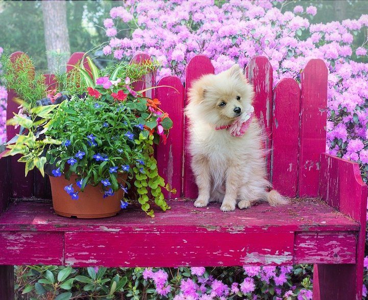 dog sitting on red wooden garden bench next to a plant in a garden.