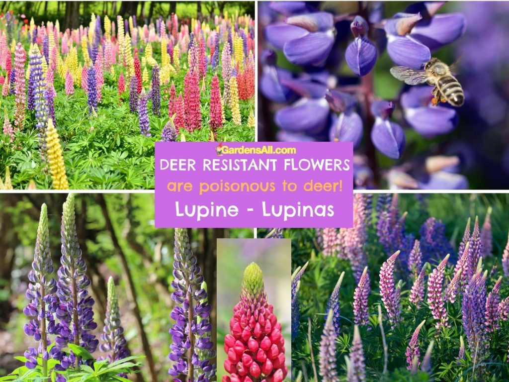 poisonous to Deer-Lupine-Lupinus