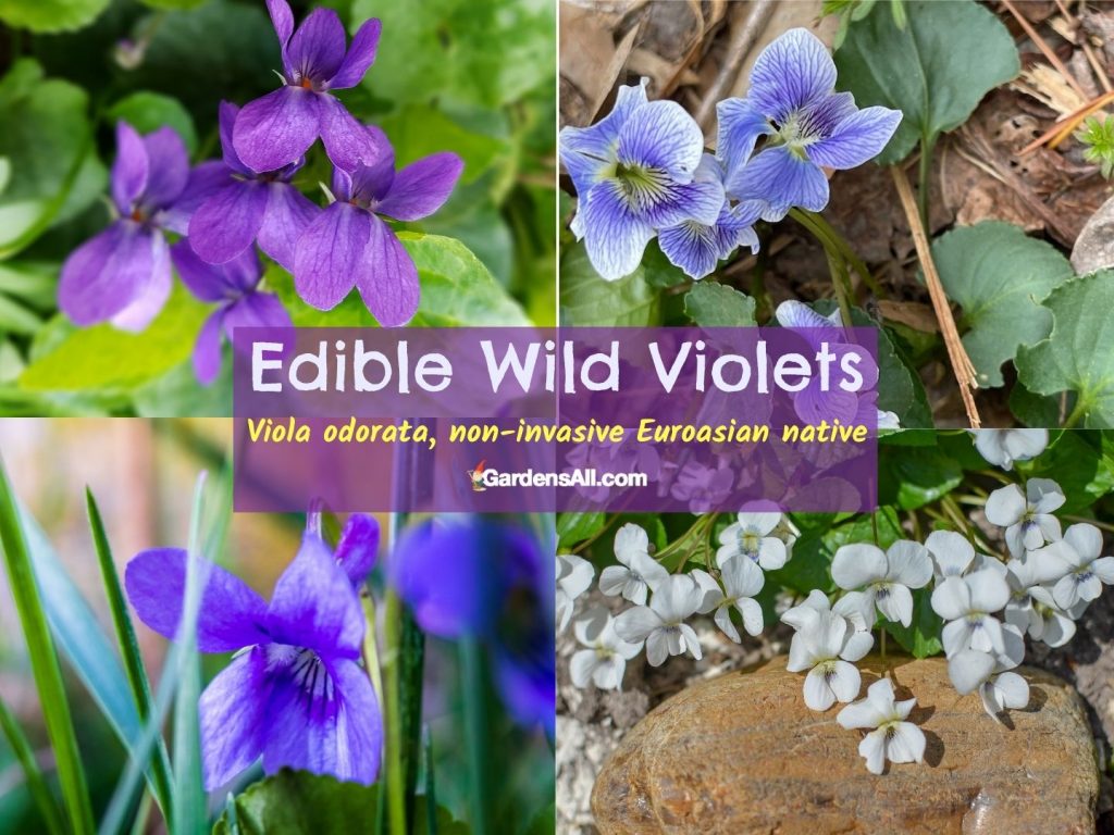 Wild Violets Benefits for Ground Cover, Food and More!