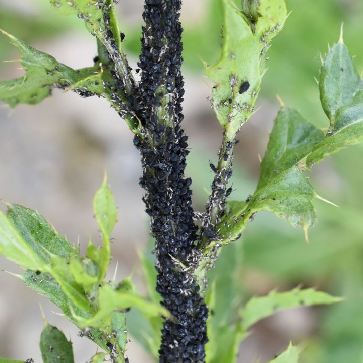 black aphids, black bean aphids,