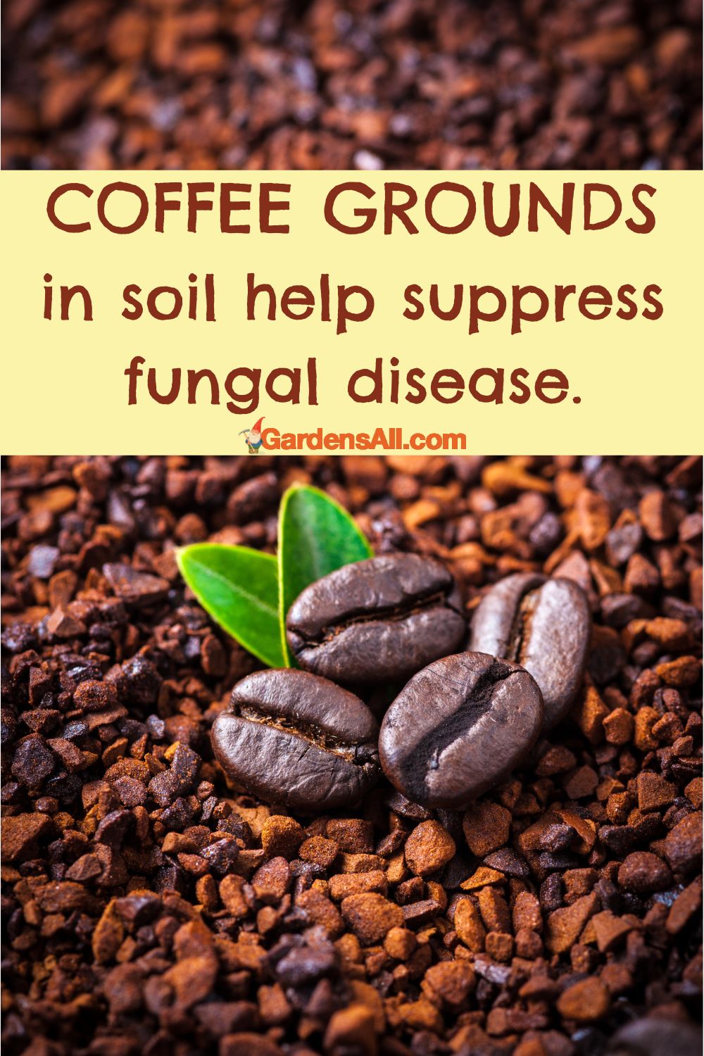 Using Coffee Grounds for Plants - the Good, the Bad and the How To