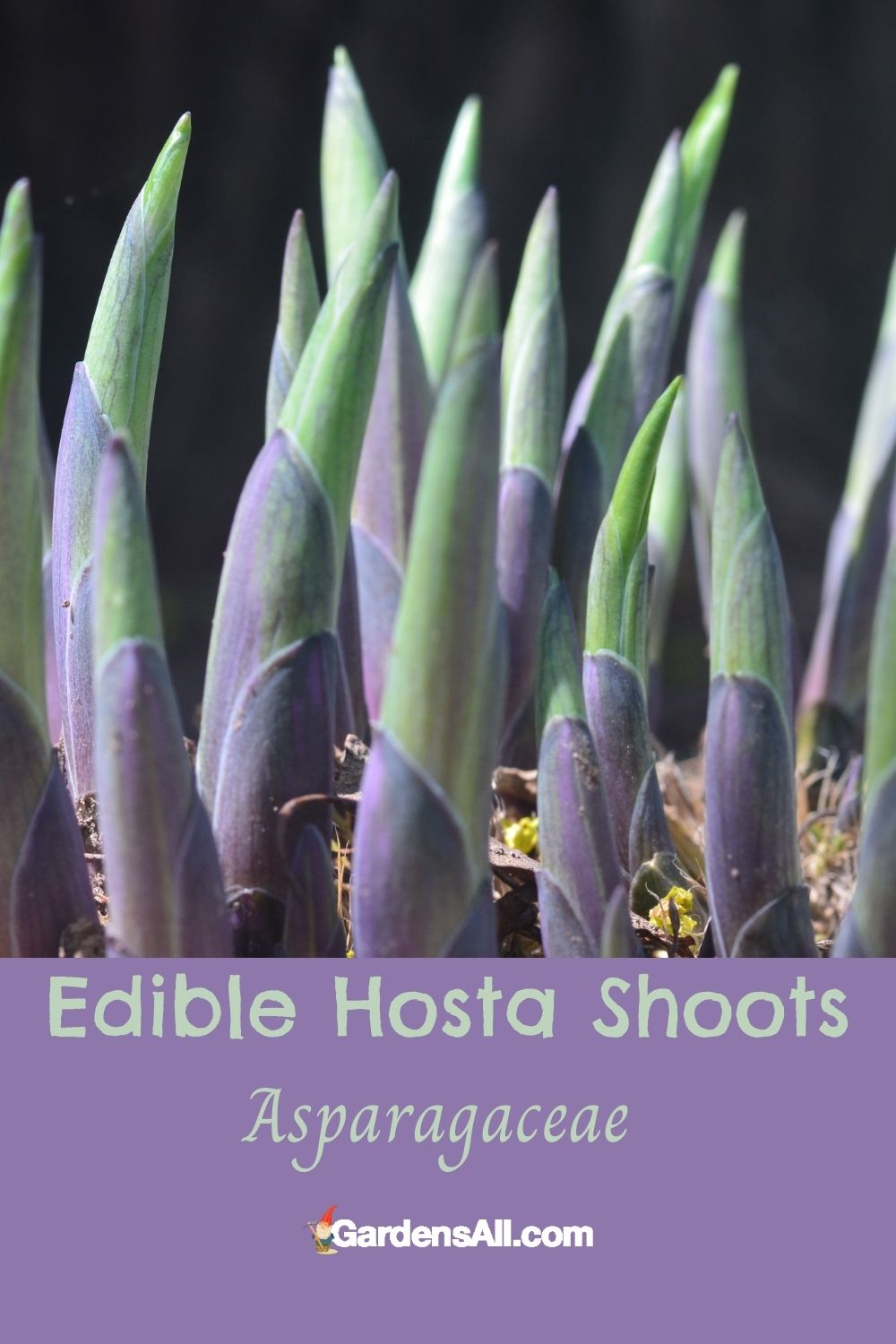 Are Hostas Edible for People? GardensAll