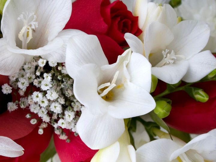 White Flower Meanings and Symbolism GardensAll