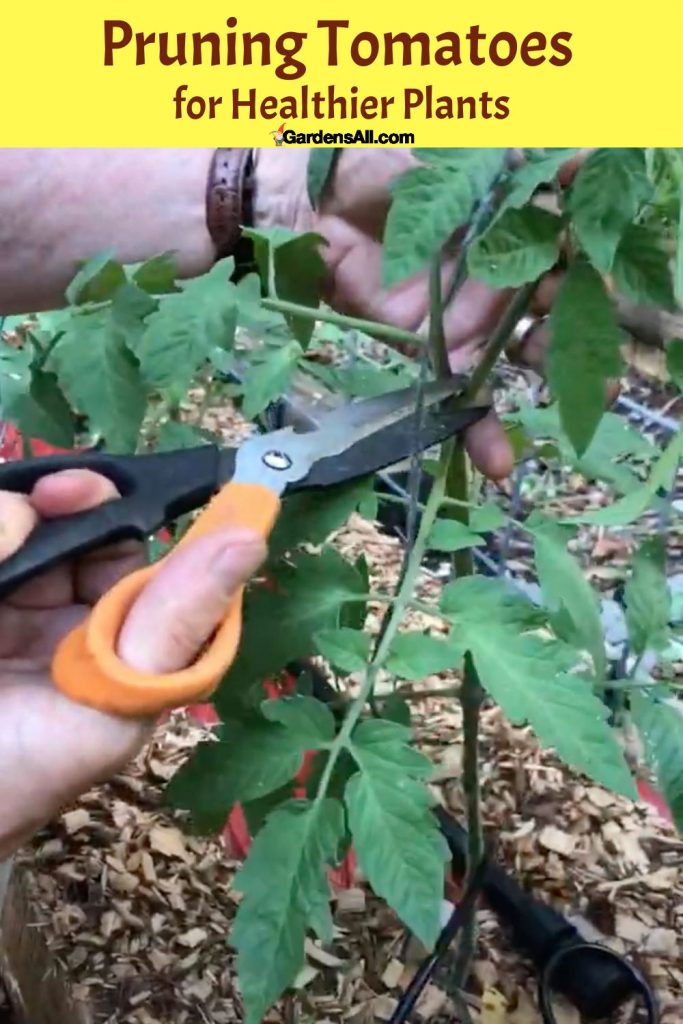 Pruning tomatoes for healthier plants