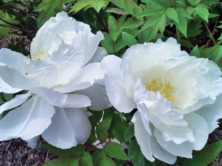 White Flower Meanings and Symbolism GardensAll