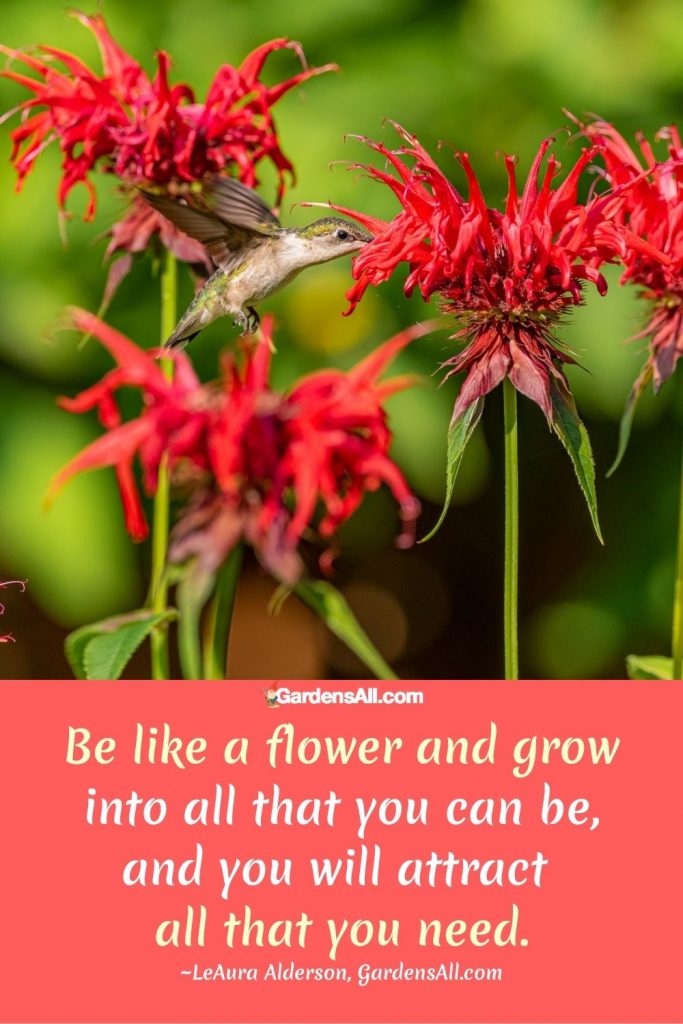 QUOTE: Be like a flower and grow into all that you can be, and you will attract all that you need.