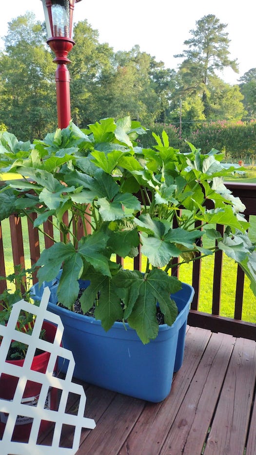 Growing Okra in Pots Works Great With Dwarf Okra Plants! GardensAll