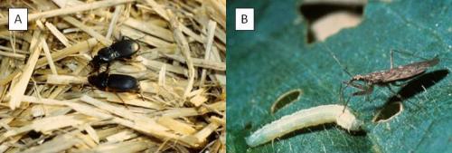 L-Ground beetles; R-Damsel bug. Image via eOrganic.org