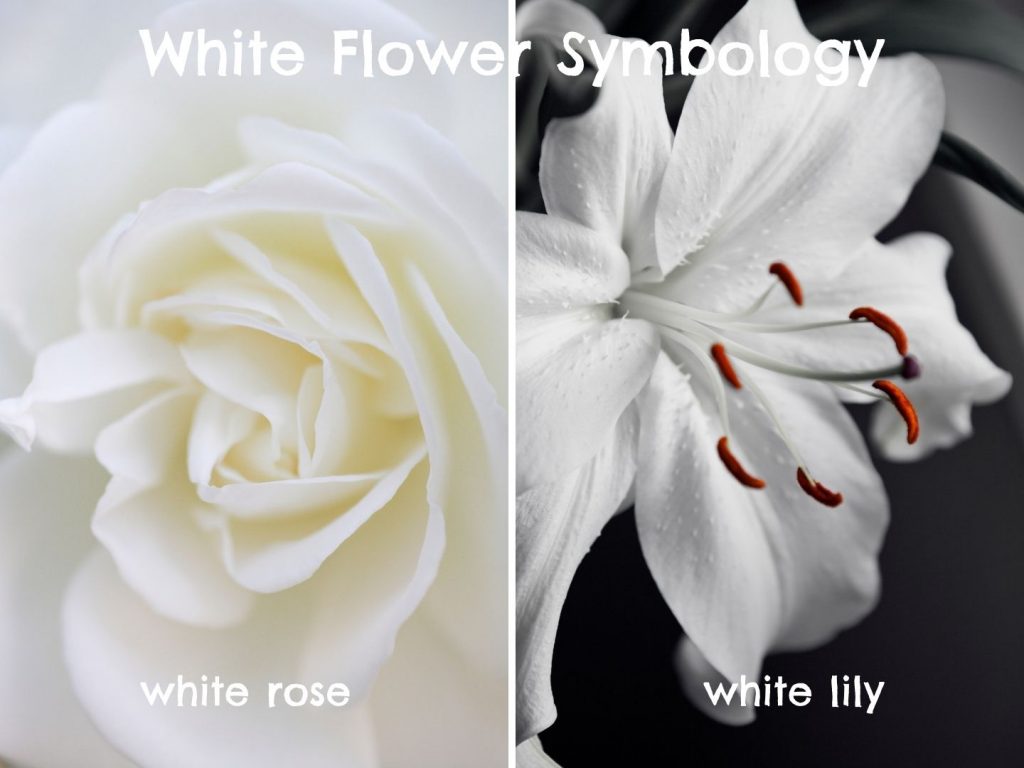 White Flower Meanings and Symbolism GardensAll