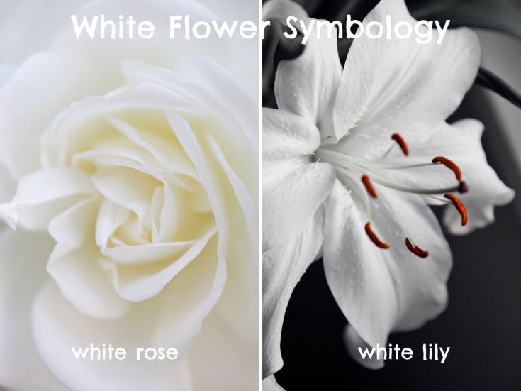 White Flower Meanings and Symbolism GardensAll