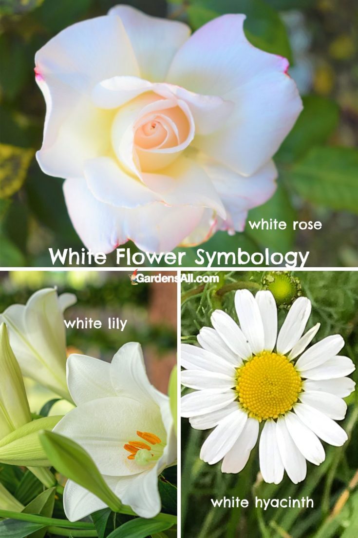 White Flower Meanings and Symbolism - GardensAll