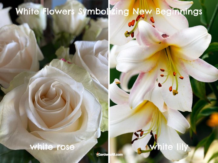 White Flower Meanings and Symbolism GardensAll