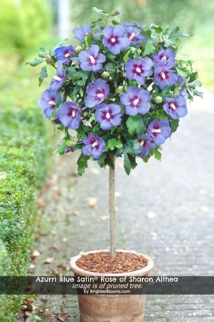 Pruning A Rose Of Sharon Plant GardensAll