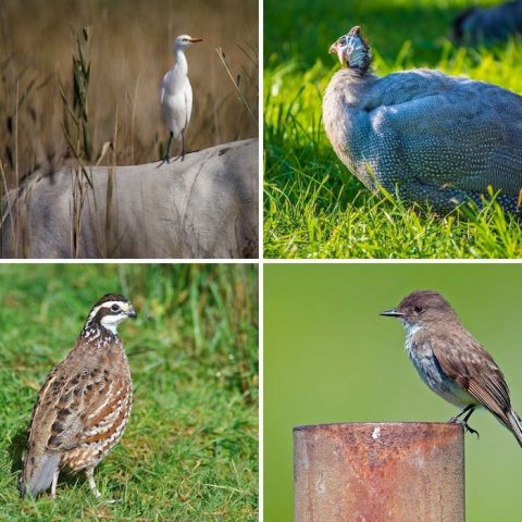 Animals and Birds That Eat Ticks and Fleas
