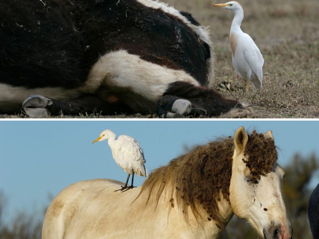 Cattle Egret - Bubulcus ibis - birds that eat ticks.