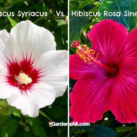 Hibiscus Syriacus Vs. Hibiscus Rosa Sinensis - What is the Difference?
