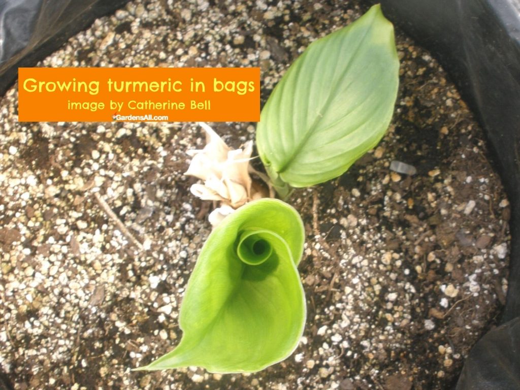 How to Grow Turmeric In Pots or in the Ground GardensAll