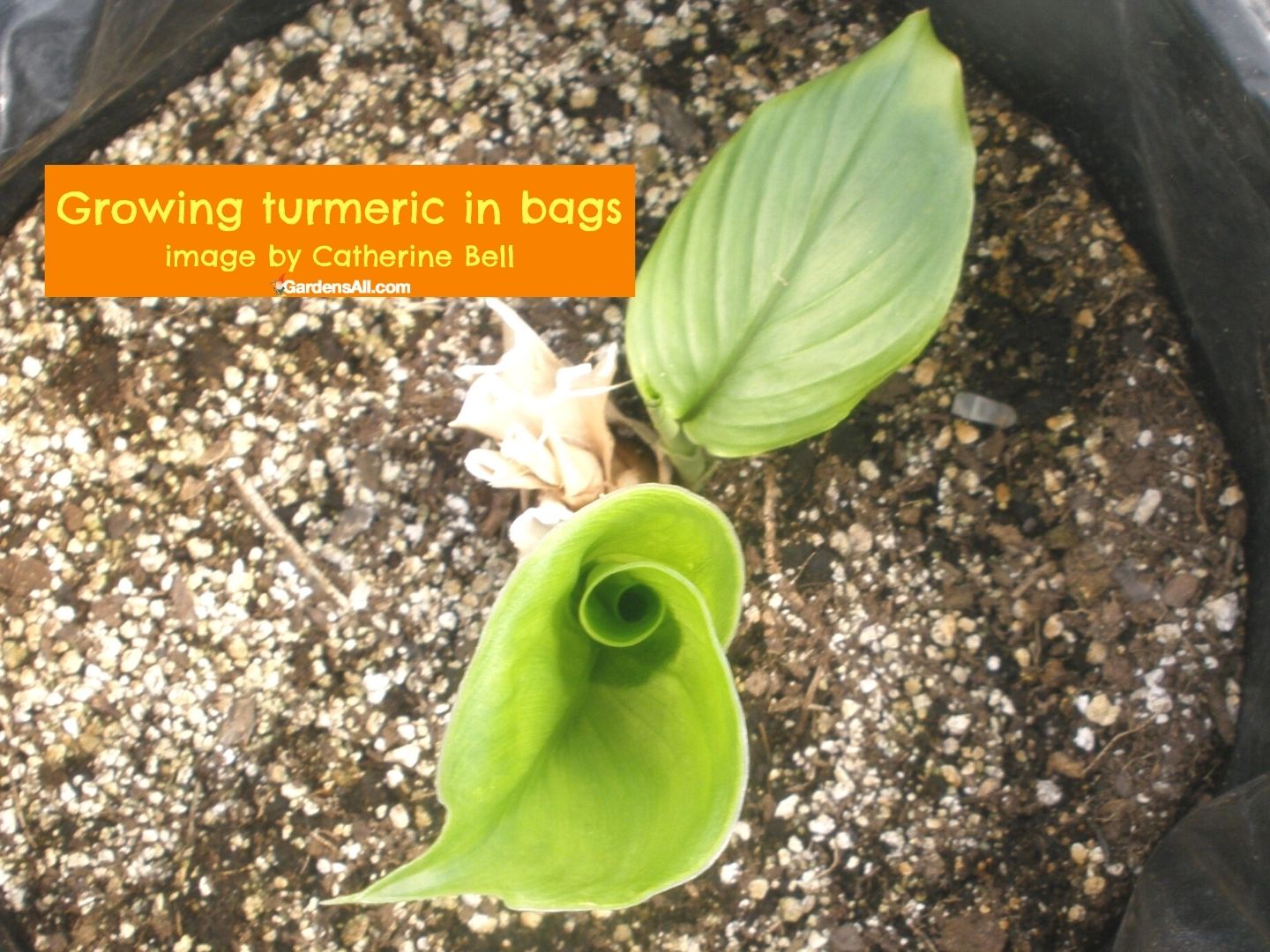 How to Grow Turmeric In Pots or in the Ground GardensAll