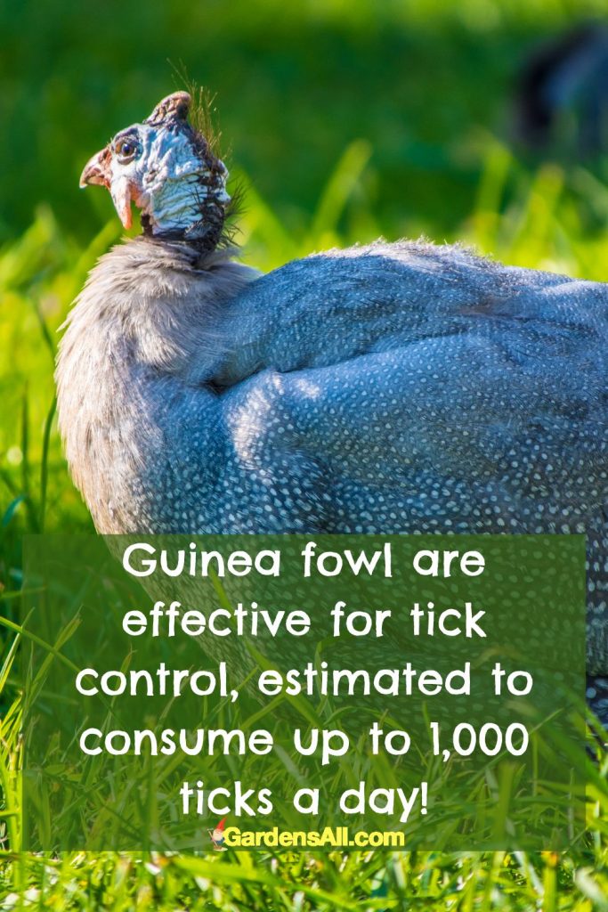 Guinea fowl are effective for tick control, estimated to consume up to 1,000 ticks a day!