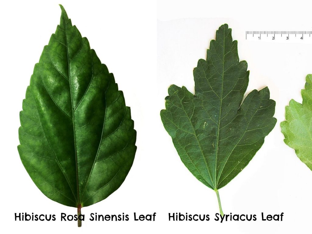 Hibiscus Rosa Sinensis Vs. Hibiscus Syriacus Foliage Leaves Comparison