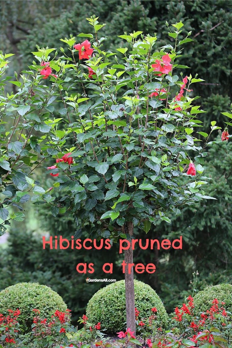 Pruning A Rose Of Sharon Plant GardensAll